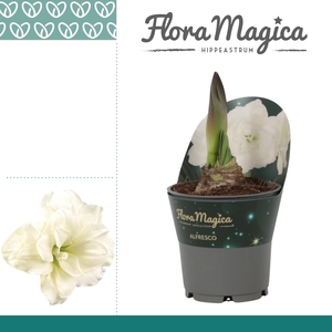Amaryllis Alfresco in Potkraag