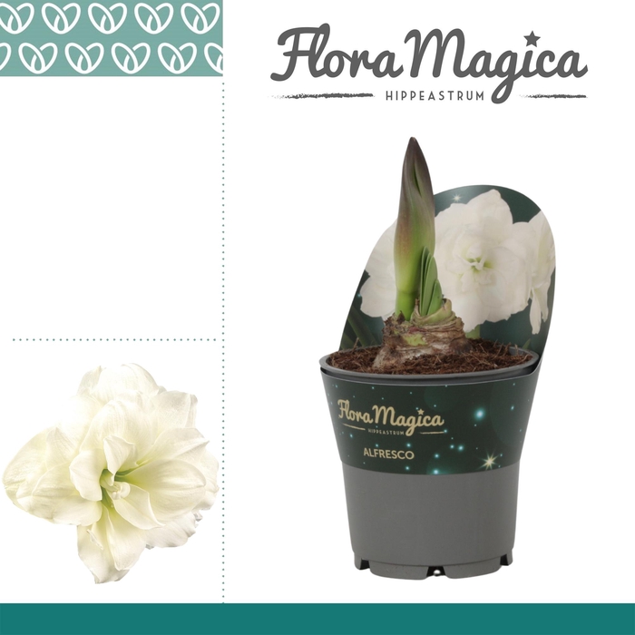 <h4>Amaryllis Alfresco in Potkraag</h4>