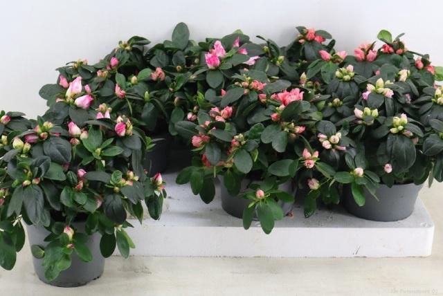 <h4>RHODO SI VOGEL GEM</h4>