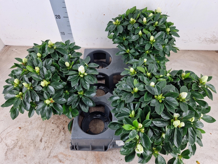 <h4>RHODO SI AIKO WHITE</h4>