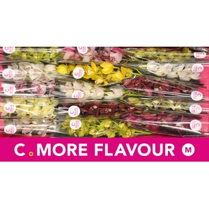 Cymbidium Mix