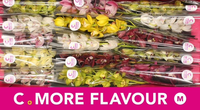 <h4>Cymbidium Mix</h4>