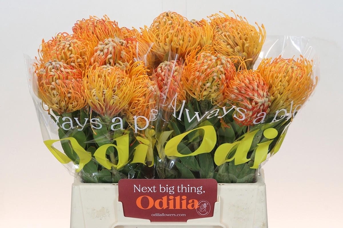 <h4>LEUCO JELENA</h4>