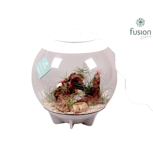 Terrarium XXL Exclusive wit met Tillandsia Airplants D45 24 uur levertijd