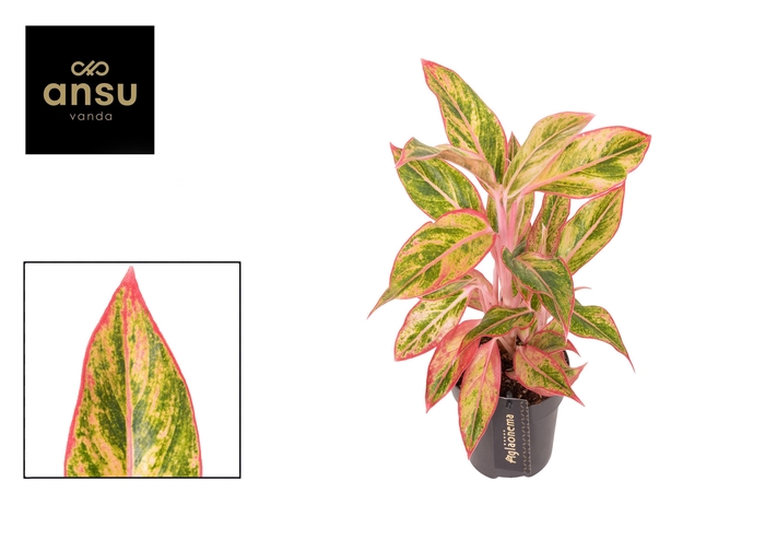 <h4>Aglaonema Jungle Nectarine</h4>