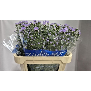 ASTER CASSANDRA AST CASSANDRA