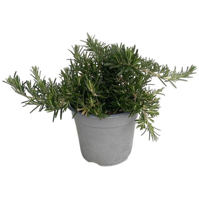 <h4>Rosmarinus prostratus P12</h4>