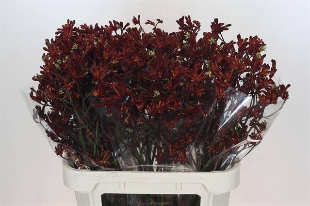 <h4>ANIGOZ BUSH RUBY</h4>