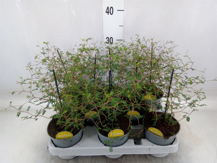 <h4>Sophora prostrata 'Little Baby'</h4>