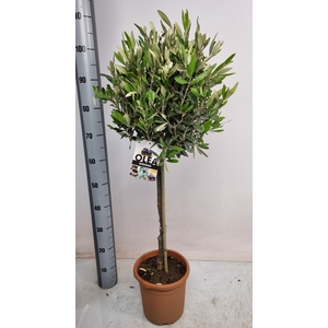 OLEA EUROPAEA