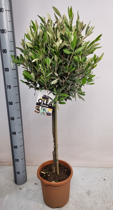 <h4>OLEA EUROPAEA</h4>