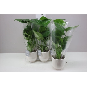 Monstera Deliciosa Liv Keramiek