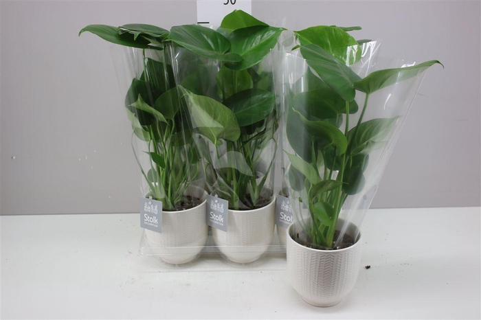 <h4>Monstera Deliciosa Liv Keramiek</h4>