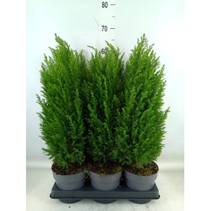 Chamaecyparis laws. 'Ellwoodii'