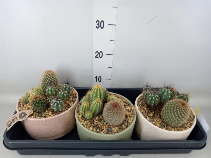 <h4>Arr.  Cactus L%</h4>