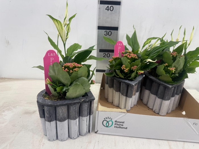 <h4>ARR PL IN SCHAAL</h4>