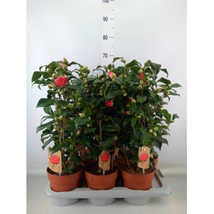 Camellia reticulata 'Mary Williams'