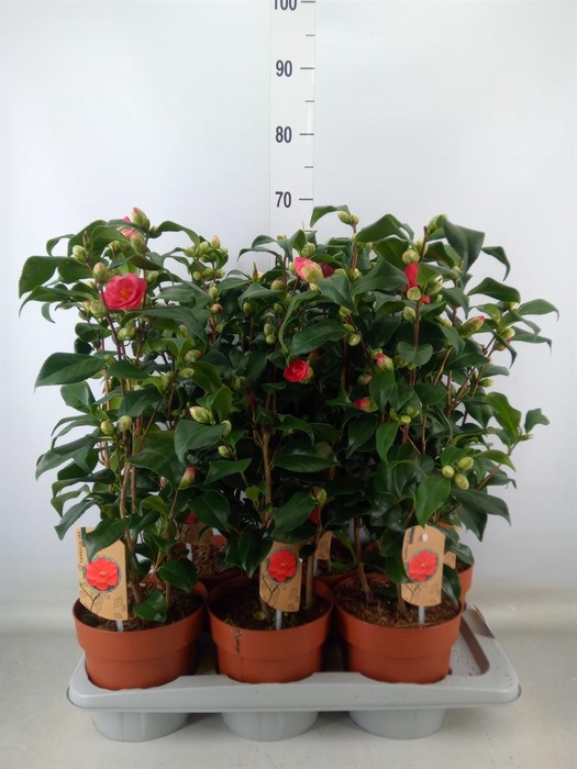 <h4>Camellia reticulata 'Mary Williams'</h4>