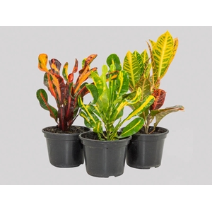 CROTON HIB VARIADO P15