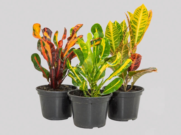 CROTON HIB VARIADO P15