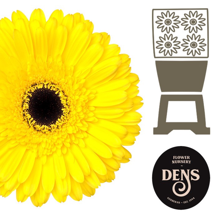 <h4>Gerbera Don Leo Diamond</h4>