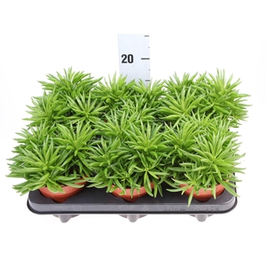 Peperomia ferreyrae 'Happy-Bean'