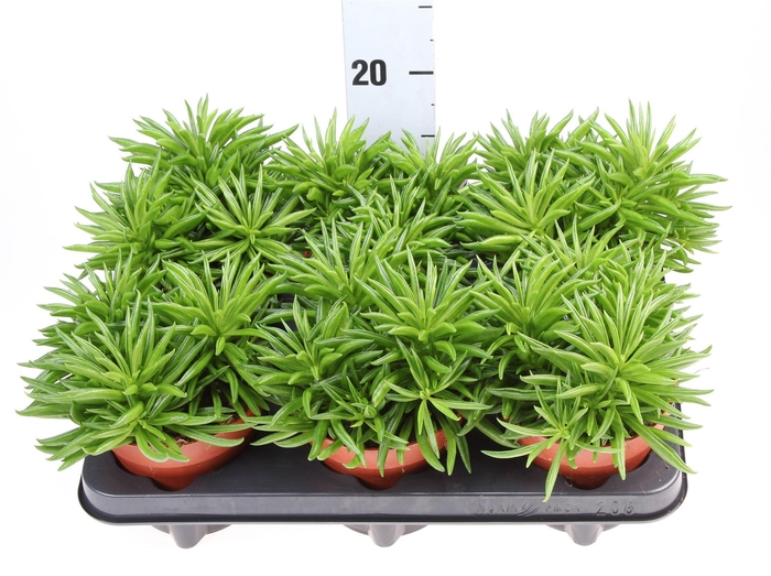 <h4>Peperomia ferreyrae 'Happy-Bean'</h4>