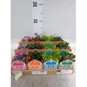 Planten  ..in schaal L%