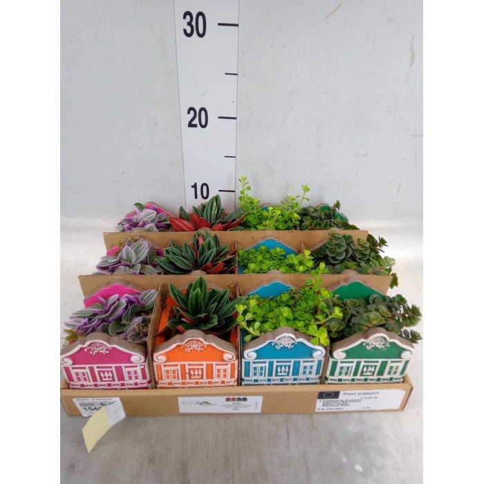 <h4>Planten  ..in schaal L%</h4>