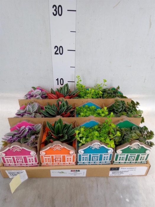 <h4>Planten  ..in schaal L%</h4>