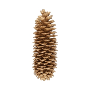 Pinecone Sugar Wax Slv L35