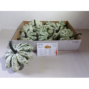 Cuc Pep Patisson Green / White
