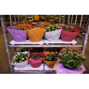 arr8 Kal Ge Gem 4 Kl