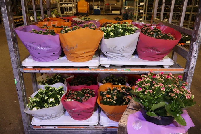 <h4>arr8 Kal Ge Gem 4 Kl</h4>