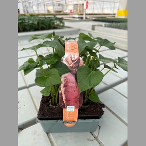 POTATO 6 PACK