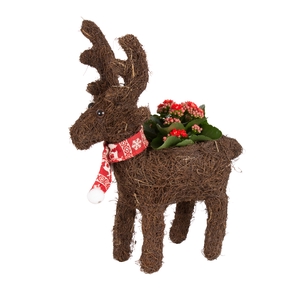 Opm Christmas Arr. Indoor Salim Reindeer Scarf