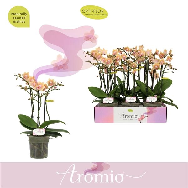 <h4>Phalaenopsis Multifloratypes overig geel</h4>
