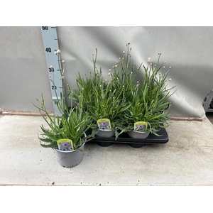 CATAN CAERULEA