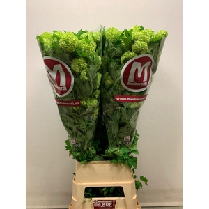 Viburnum L.120 6+flowers