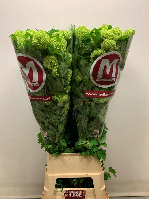 <h4>Viburnum L.120 6+flowers</h4>