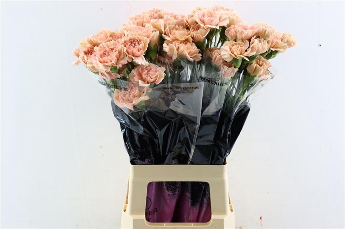 <h4>Di St Caramello</h4>