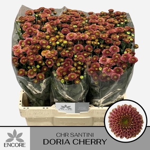 CHR S AAA DORIA CHER