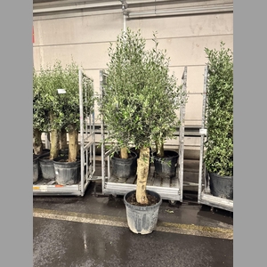 OLEA FAT STAM 200 CM