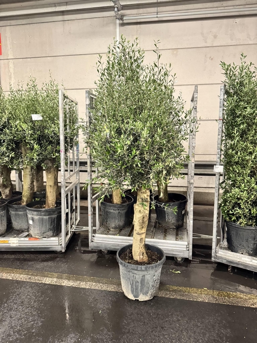 <h4>OLEA FAT STAM 200 CM</h4>