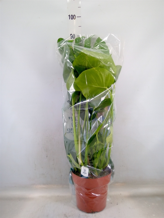 <h4>Monstera delic.</h4>