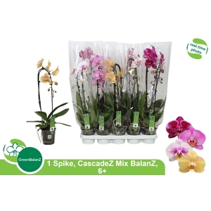 PHAL EL CASCADE