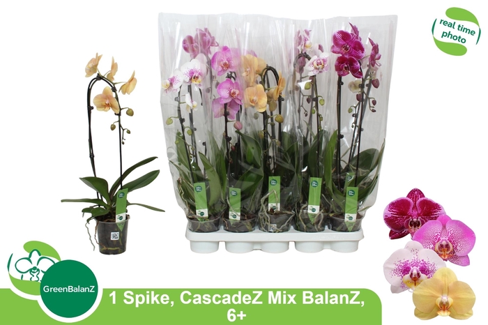 <h4>PHAL EL CASCADE</h4>