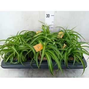 Chlorophytum com. 'Bonnie'