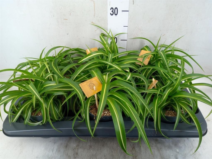 <h4>Chlorophytum com. 'Bonnie'</h4>