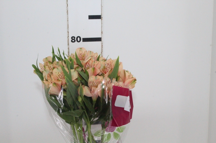 <h4>ALSTROEMERIA CANYON 080 CM</h4>